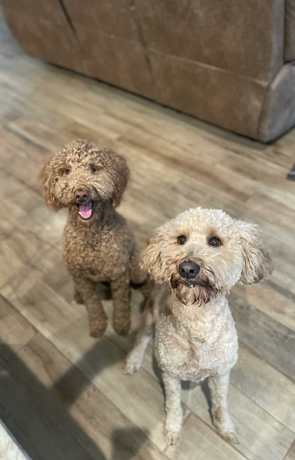 Jayden's Pet Sitting Lubbock, TX