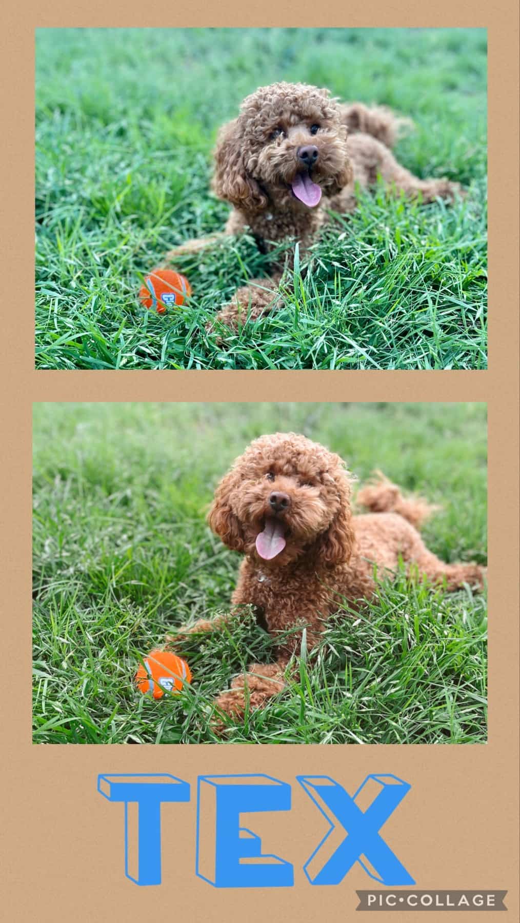 Jayden's Pet Sitting Lubbock, TX