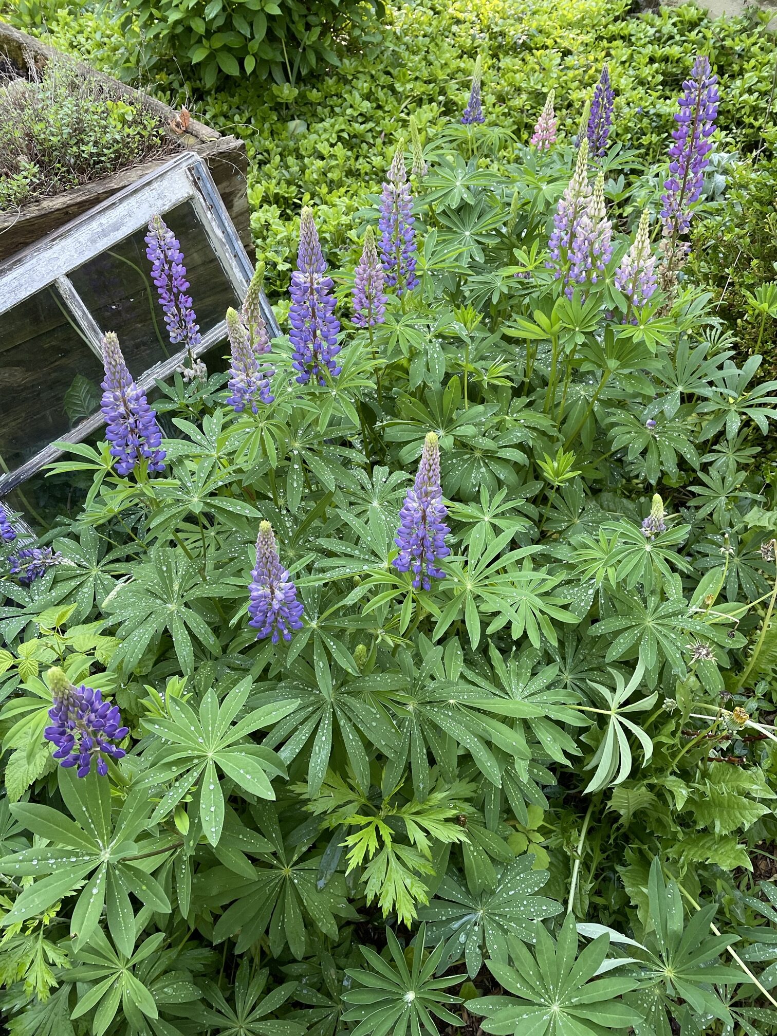 How to harvest lupine seeds grow your own lupine from seed JAYNE'S