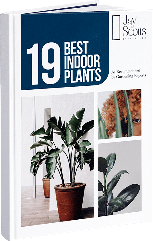 [FREE EBOOK] 19 Best Plants For Indoor Gardening Jay Scotts