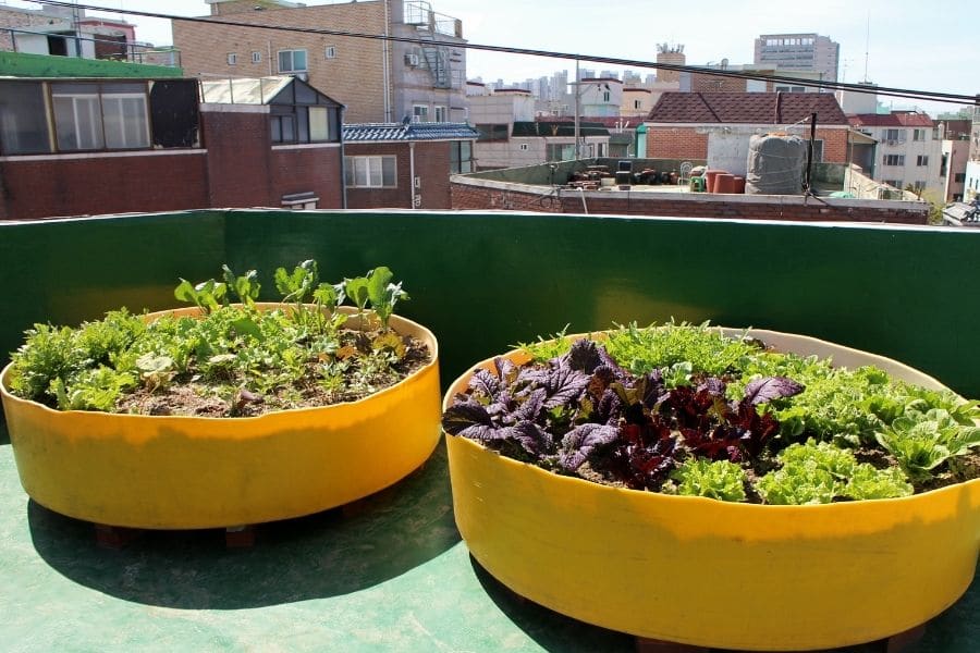 Terrace Garden Ideas Best Plants For Rooftops And Privacy Jay Scotts