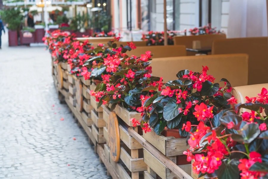 Best Plants for Restaurants Planter Decor And Patio Design