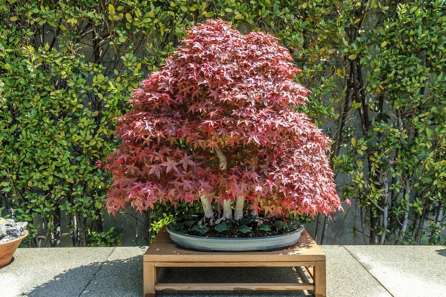 Best Plants for Restaurants Planter Decor And Patio Design