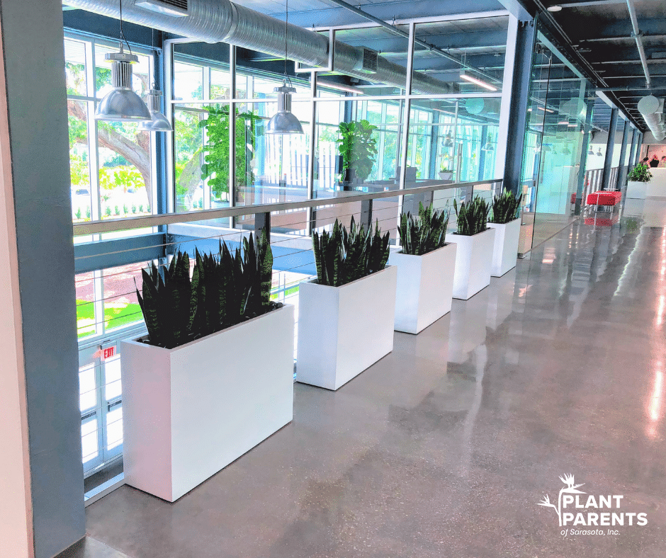 Plant Room Divider Ideas To Craft A Commercial Space