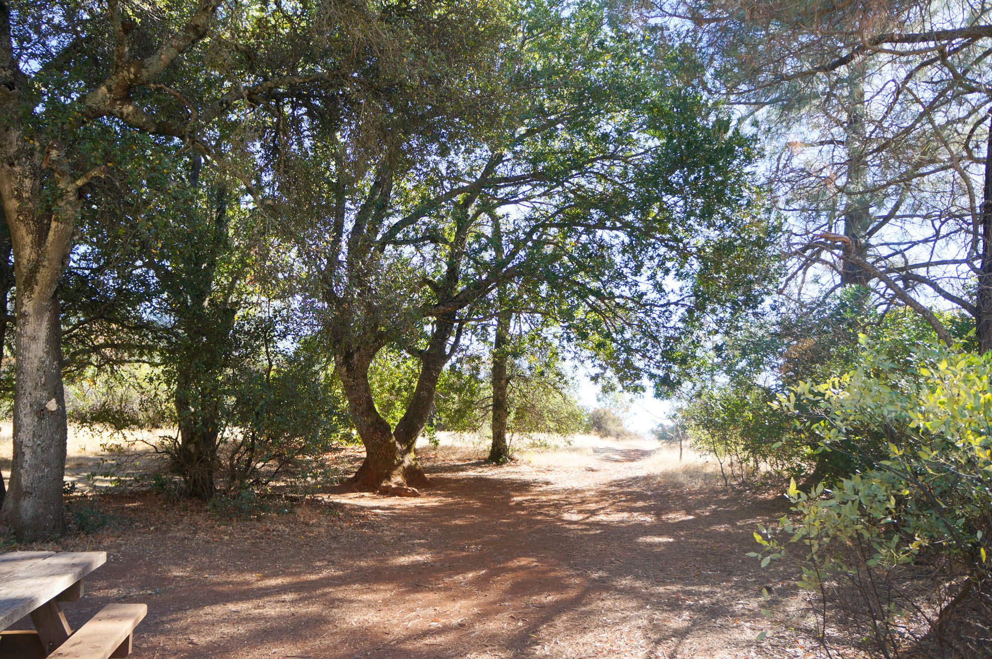 Camping at Mt. Diablo Jay's Cup