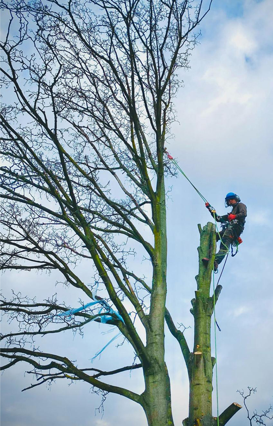 Jay Tree Care Tree Surgery Specialists And Arborists
