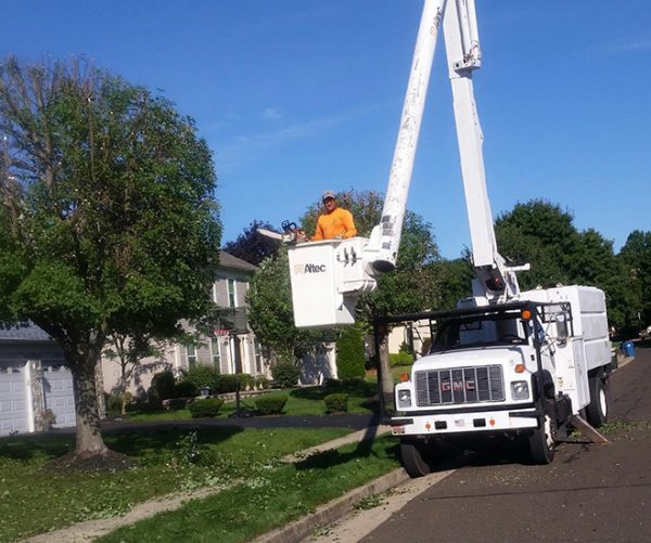 tree Jay Tree Service