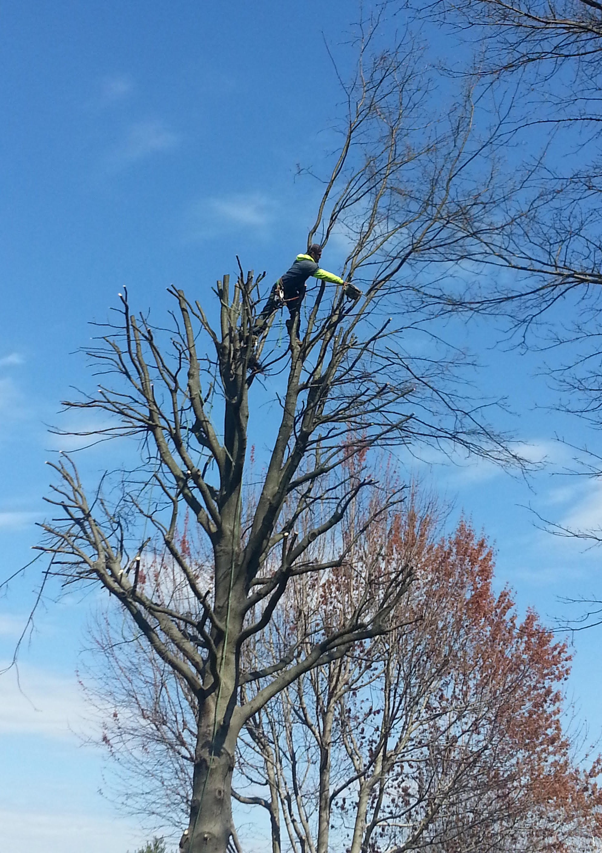 Home Jay Tree Service