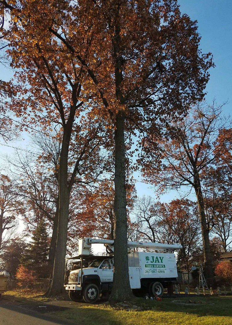 Home Jay Tree Service
