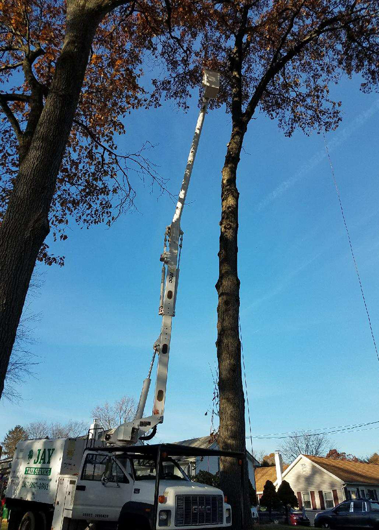 Home Jay Tree Service