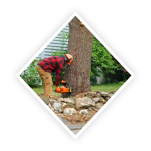 J.A.Y Tree Services Home