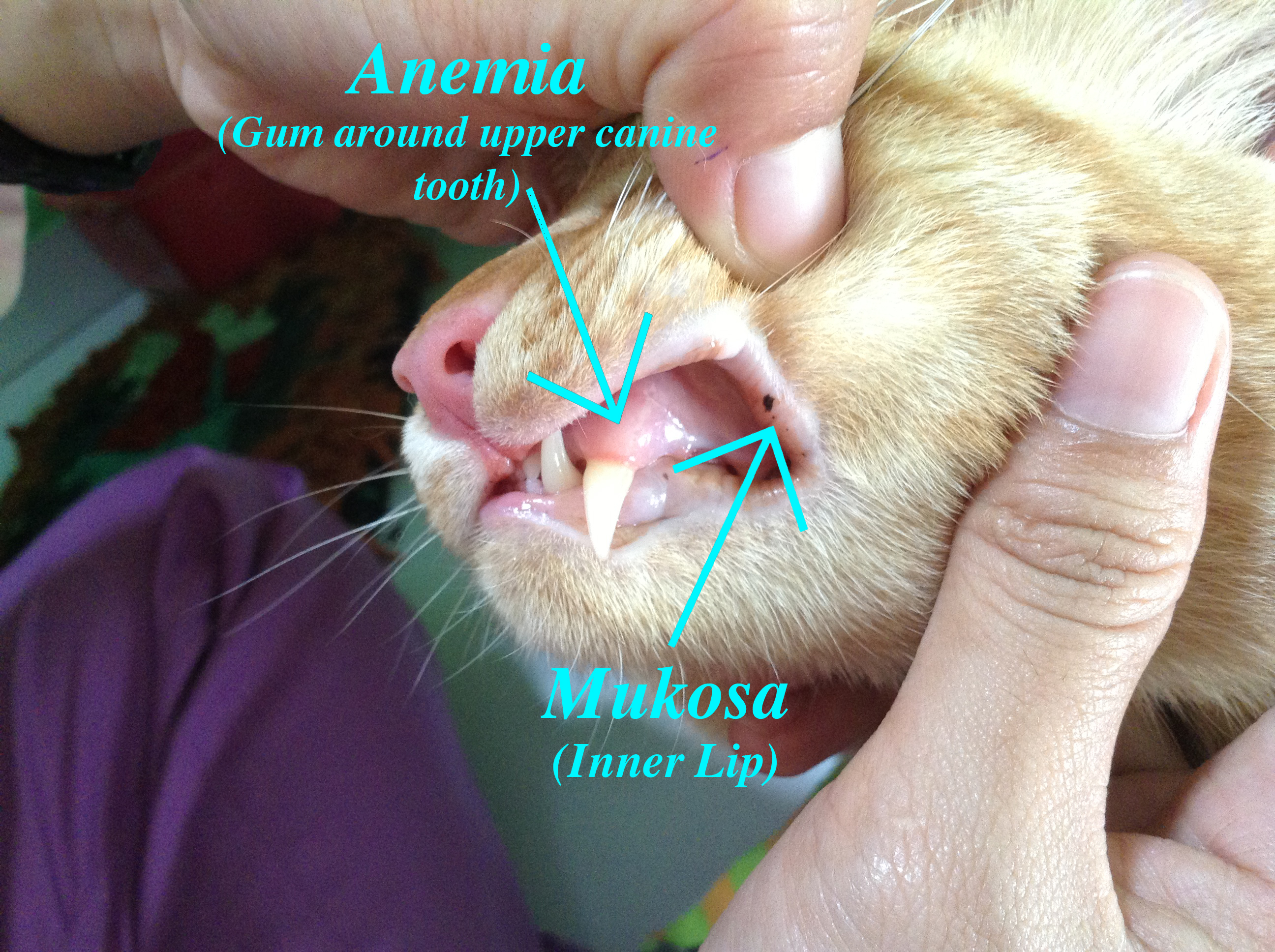 How To Give Your Cat A Basic Checkup | Jazlinh