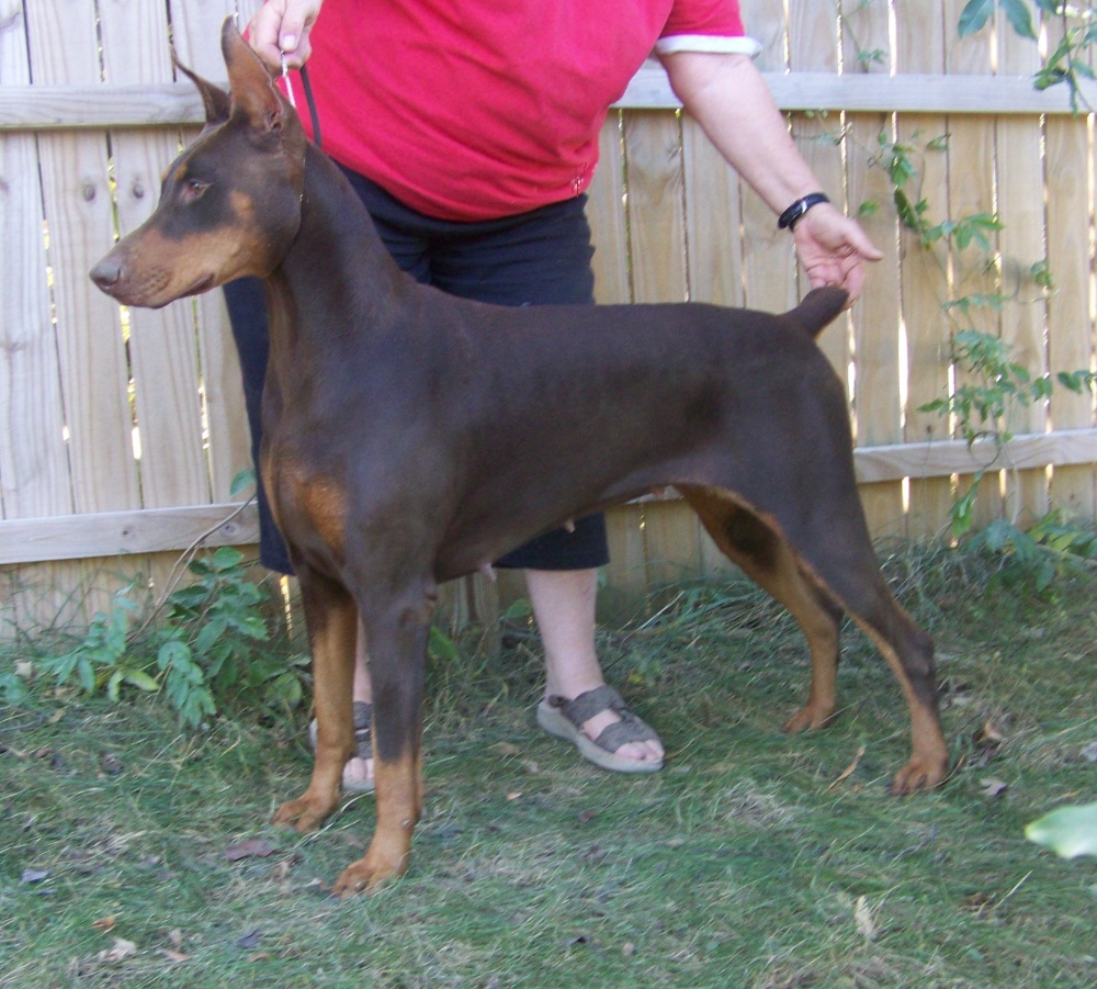J Bar S Dobermans Female dogs