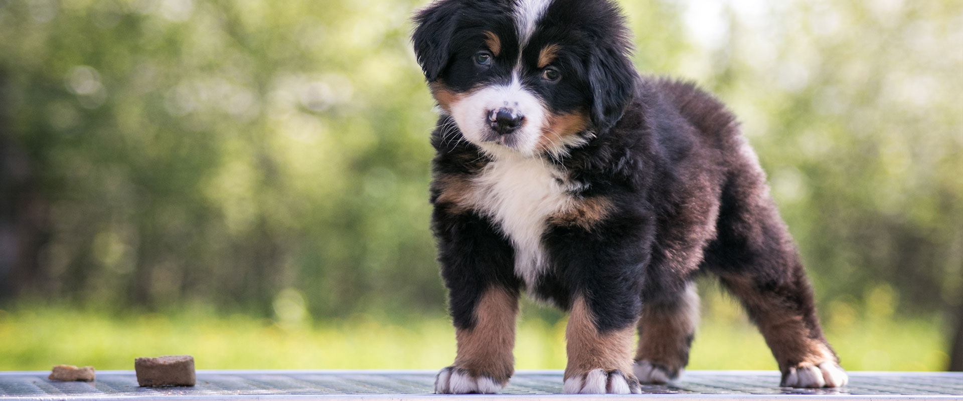 J&B Doodle Family Owned Doodle Breeder Nebraska