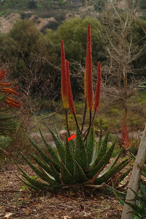 Aloe aculeata Red Hot Poker Aloe, אלווי קוצני The Jerusalem