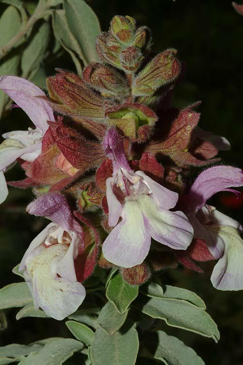 Salvia dolomitica South African Sage, מרווה דולומיטית, מרווה