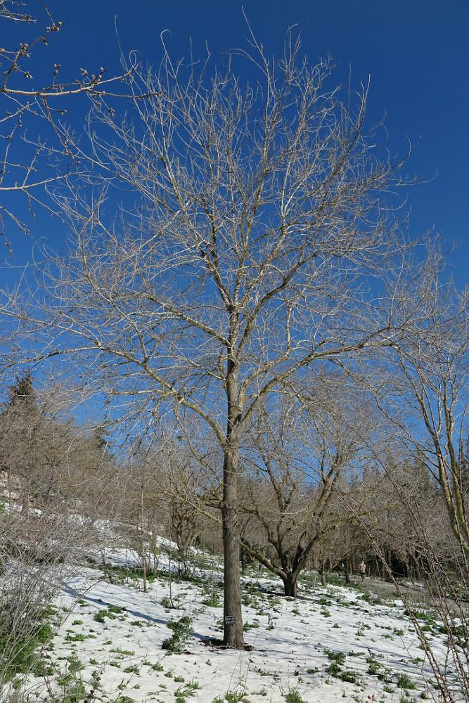 Quercus libani Lebanon Oak, אלון הלבנון, אלון הלבנון The Jerusalem