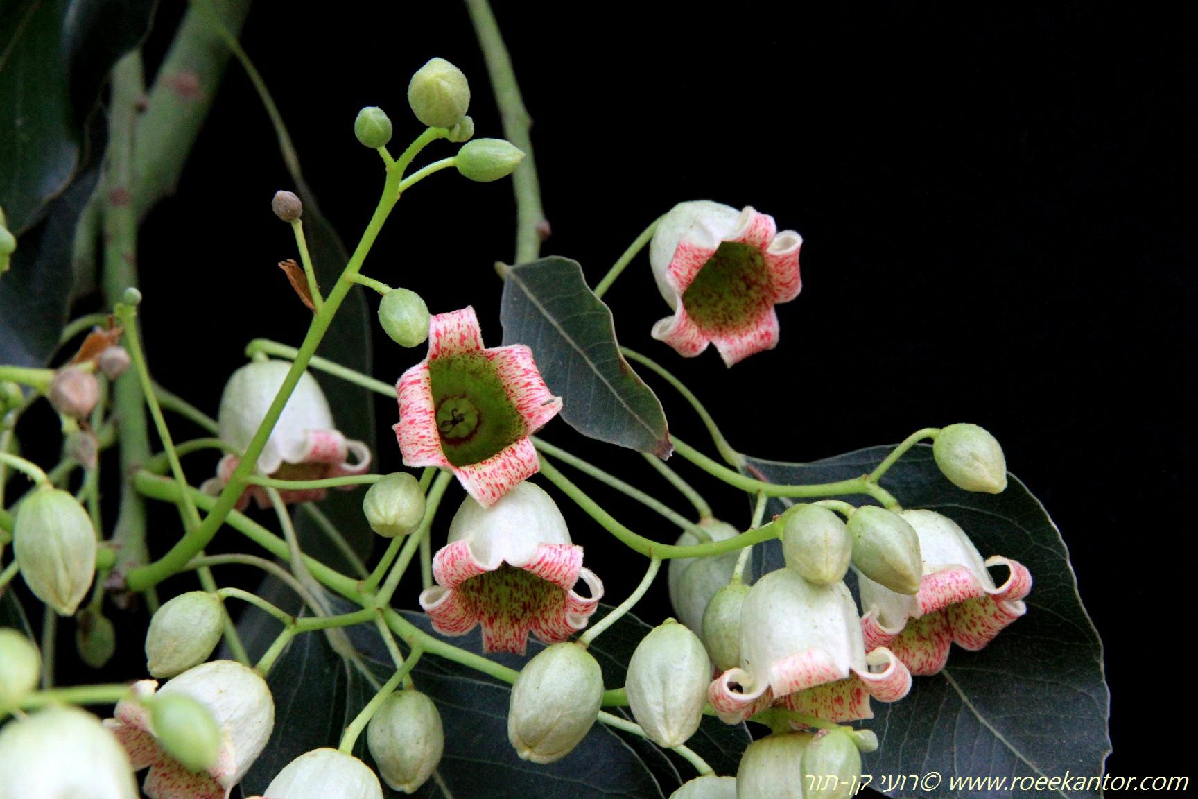 Brachychiton populneus Lacebark Kurrajong, Whiteflower Kurrajong