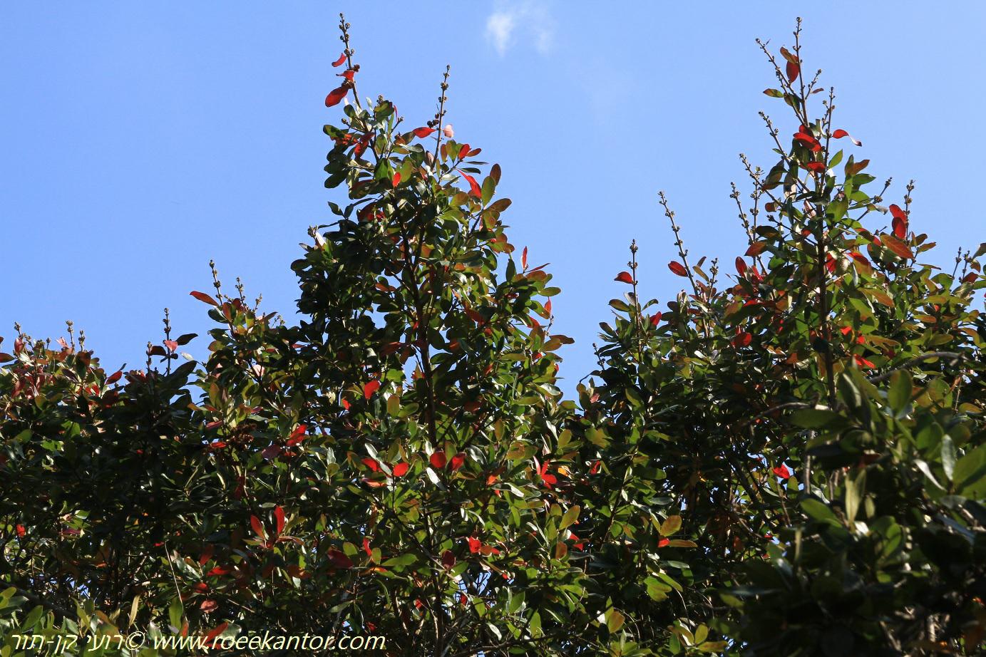 Combretum erythrophyllum River Bushwillow, קומברטון מאדים, קומברטון