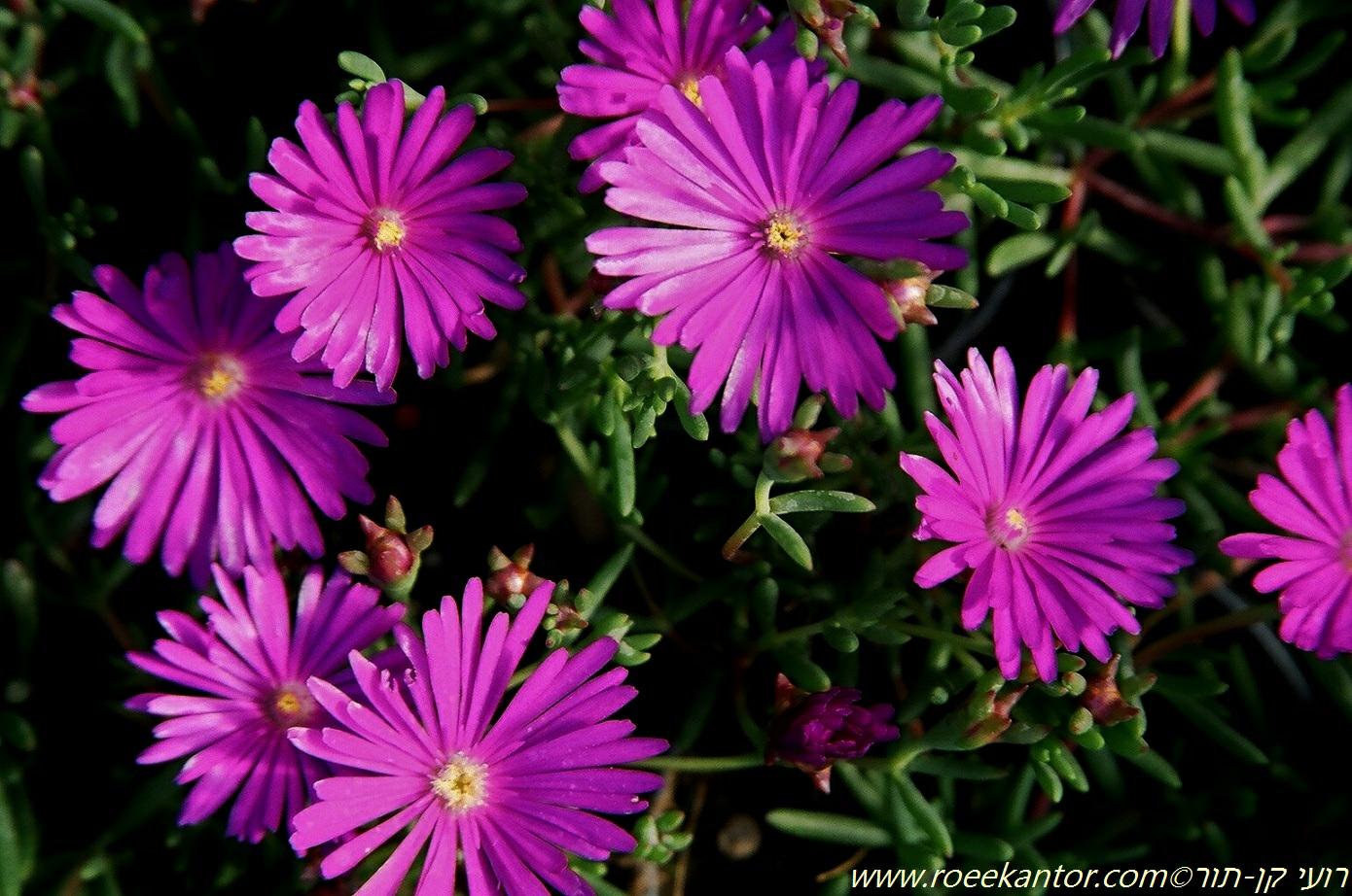 Lampranthus productus Purple Ice Plant, ???????? ????????, ???????? ???????? The