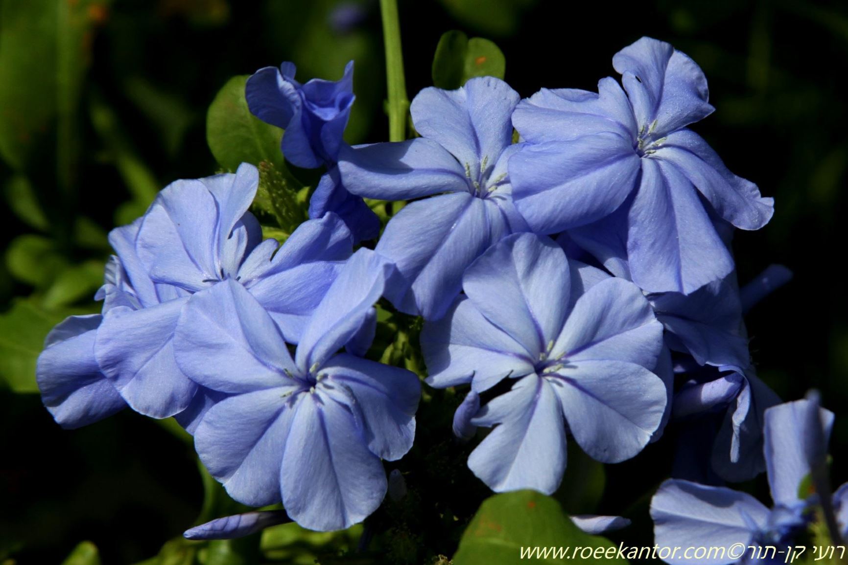 Plumbago auriculata 'Royal Cape' Royal Cape Plumbago, עופרית הכף 'רויאל קייפ' The Jerusalem
