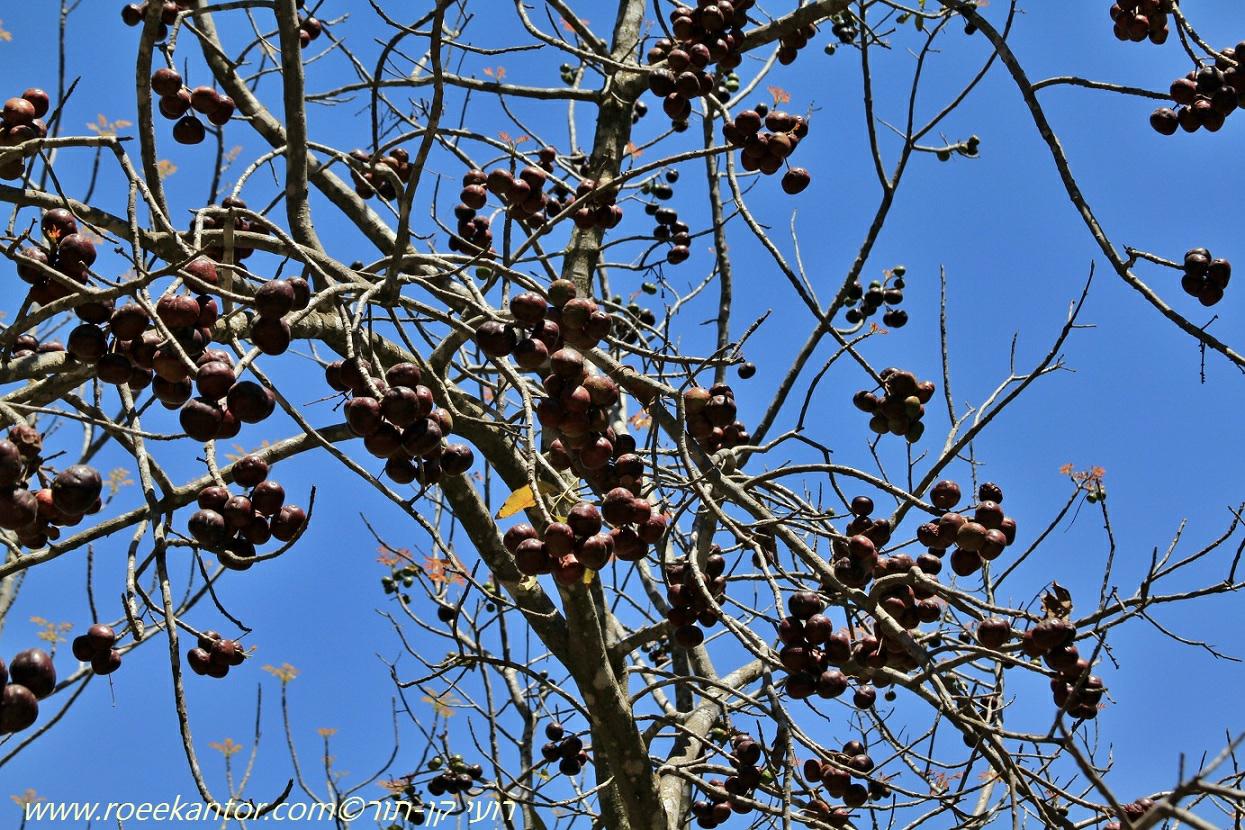 Pleiogynium timoriense Burdekin Plum, שזיפון טימור, שזיפון טימור