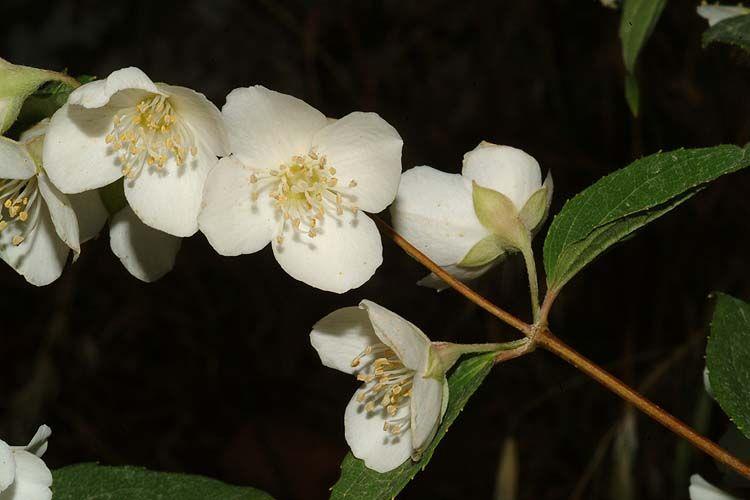 Philadelphus microphyllus Littleleaf Mock Orange, פילדלפוס קטןעלים