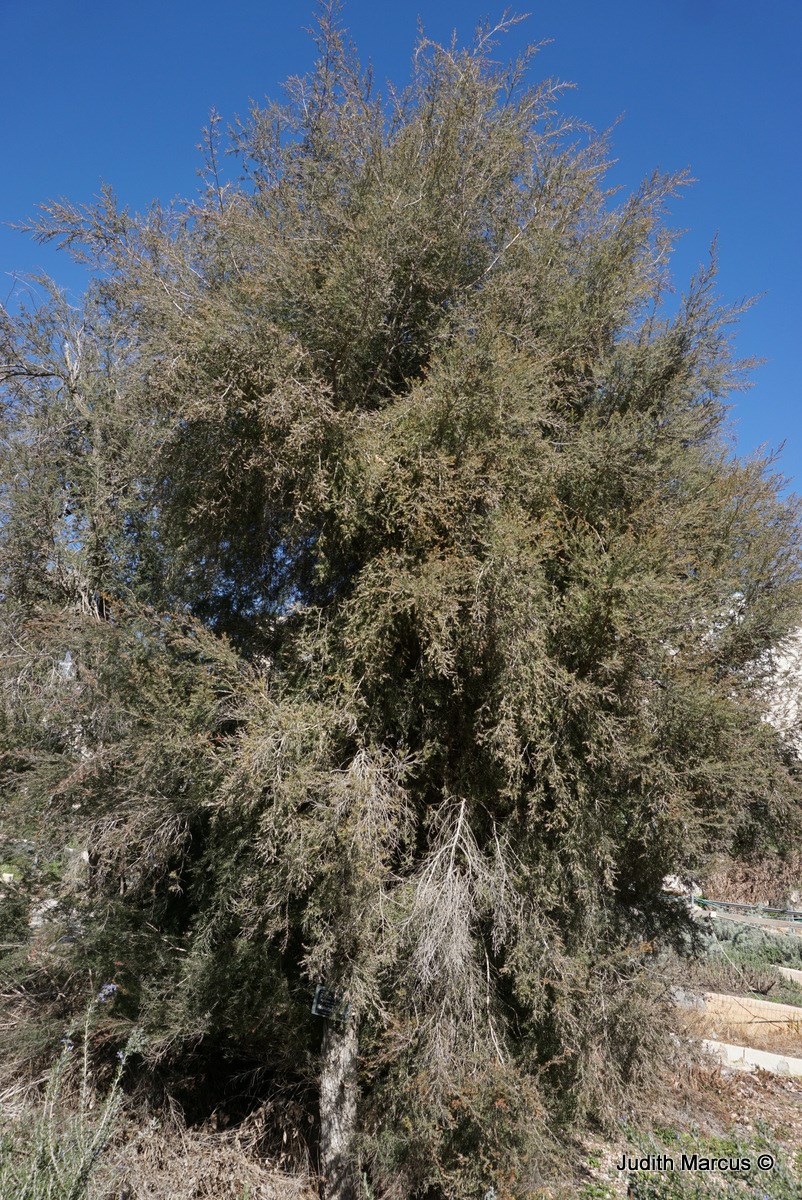 Melaleuca bracteata Black Teatree, River Teatree, מללויקה מחופה