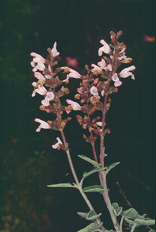 Salvia fruticosa Threelobed Sage, Greek Sage, Shrubby Sage, מרווה