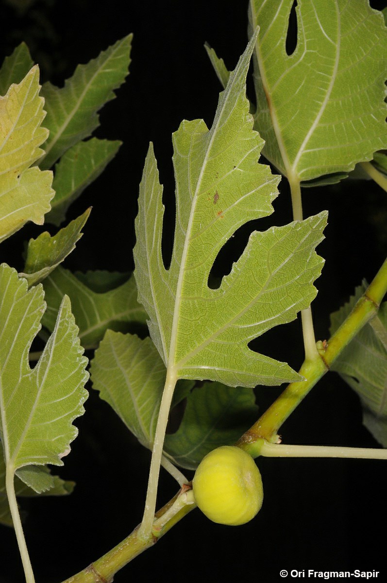 Ficus palmata False Fig, פיקוס בתשקמה The Jerusalem