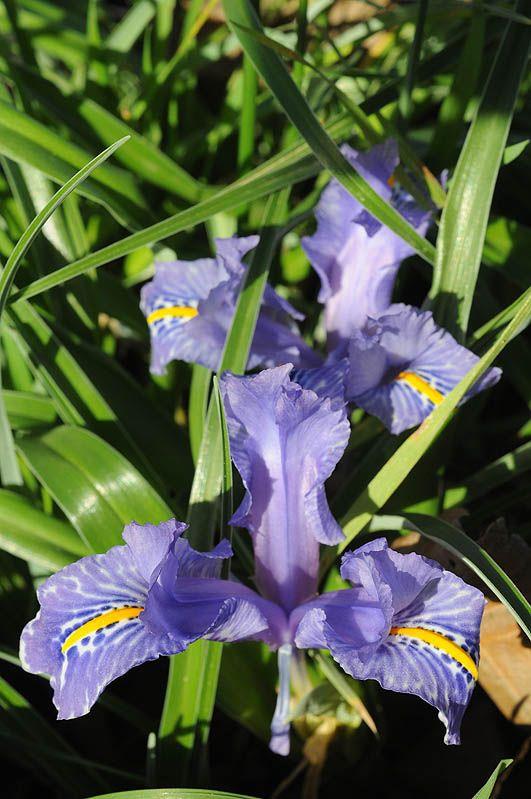 Iris planifolia Wideleaved Iris, איריס שטוחעלים, איריס שטוחעלים