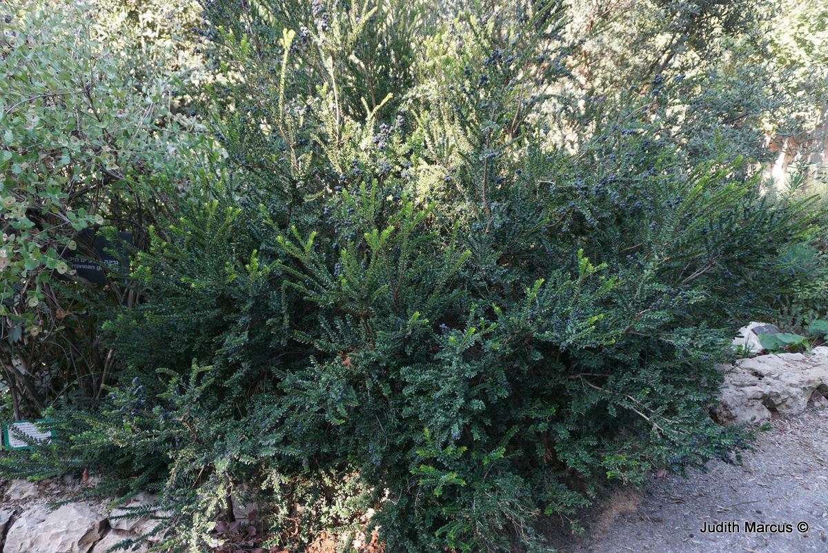 Myrtus communis Common Myrtle, True Myrtle, הדס מצוי, הדס מצוי The