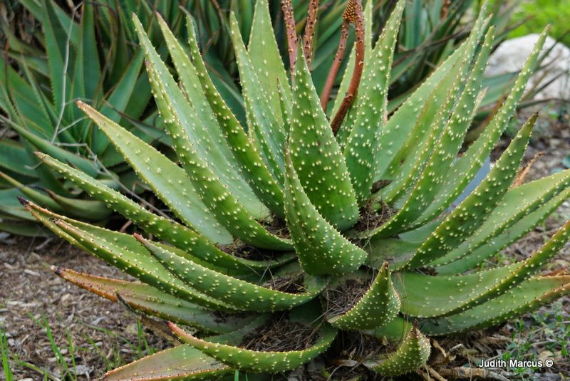 Aloe aculeata Red Hot Poker Aloe, אלווי קוצני, אלווי קוצני The
