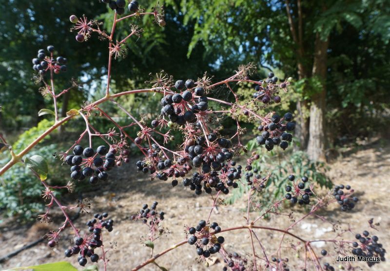 Aralia spinosa Devil's Walking Stick, Hercules' Club, Prickly Ash