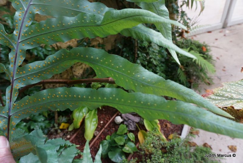 Bear Foot Fern 573