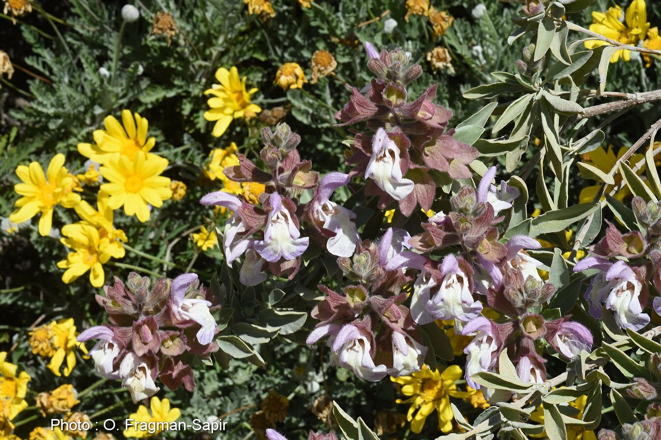 Salvia dolomitica South African Sage, מרווה דולומיטית, מרווה