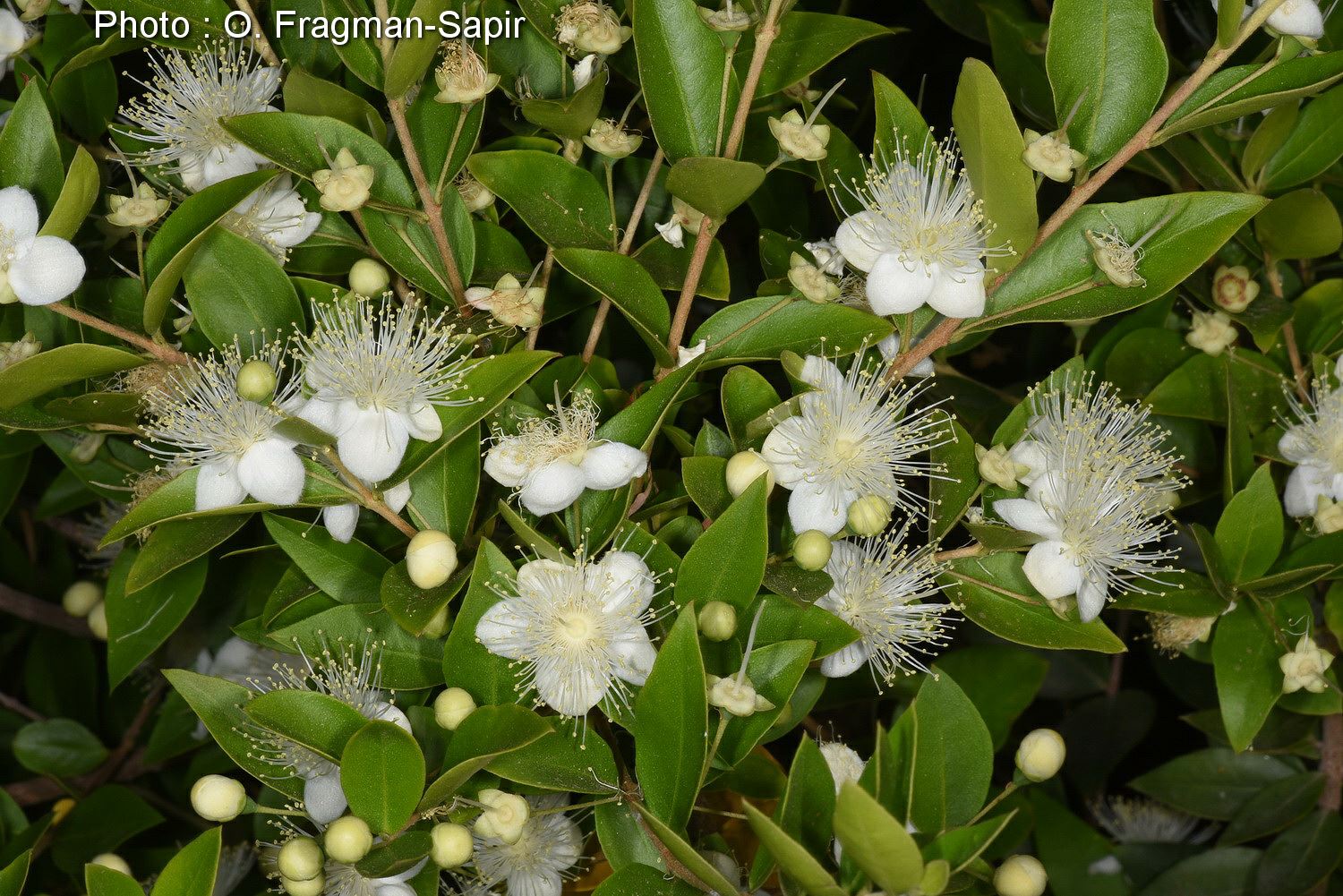 Myrtus communis Common Myrtle, True Myrtle, הדס מצוי, הדס מצוי The