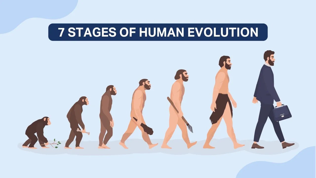 The 7 Stages Of Human Evolution JBM Smart Start
