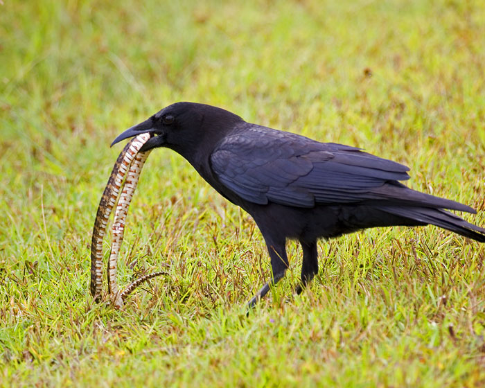 American Crow