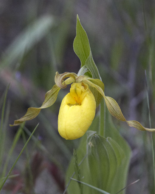 Yellow Lady's Slipper