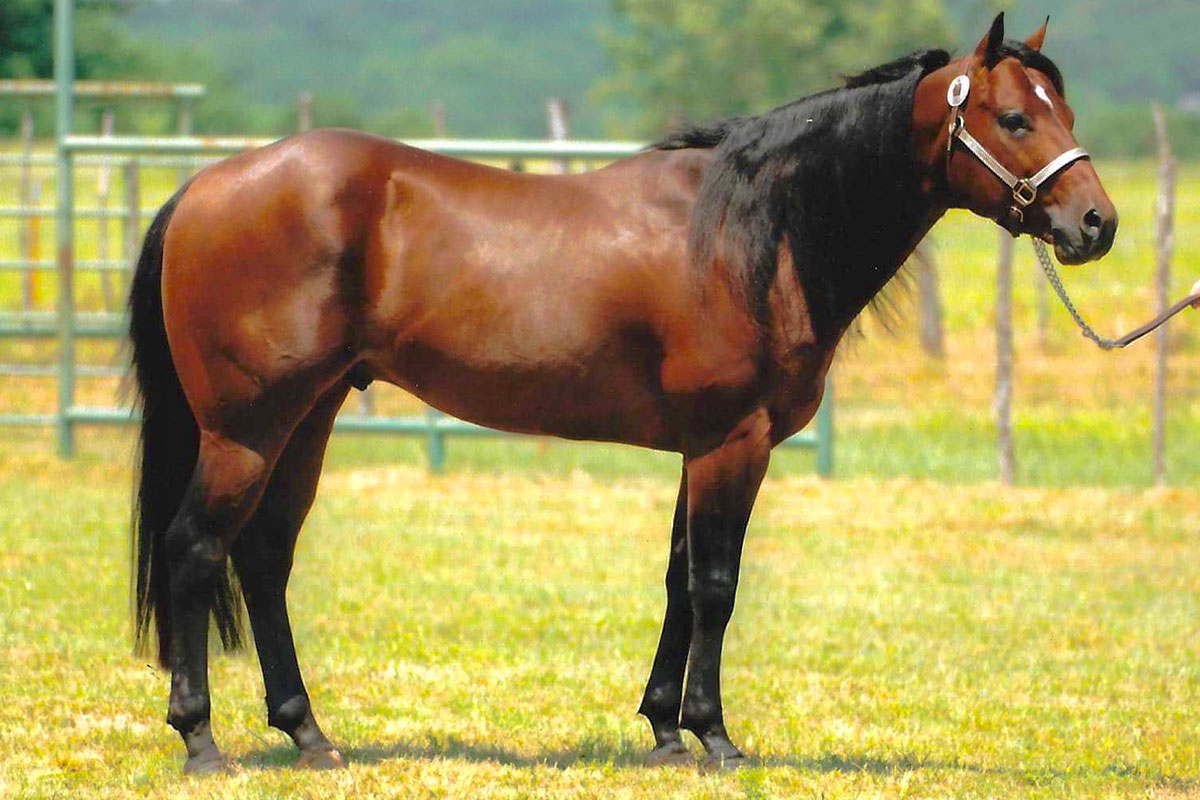 2 Timen Fuel JB Quarter Horses