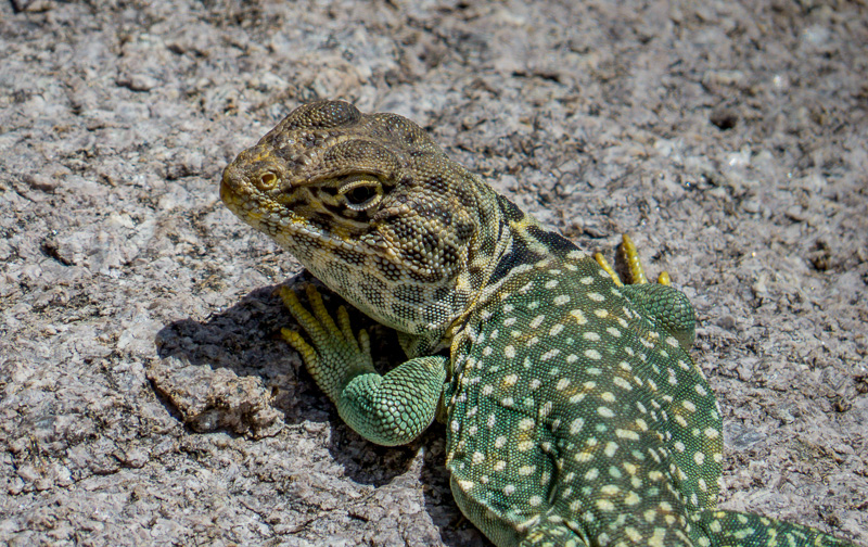 Eastern Collared Lizard (Crotaphytus collaris) quips