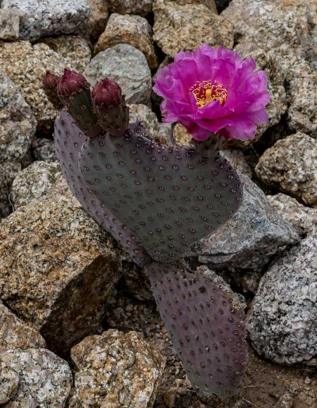Opuntia (Paddle Cacti) Phoenix, Arizona quips & queries