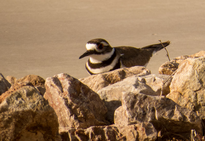 Birds of Arizona Killdeer ( Charadrius vociferus )