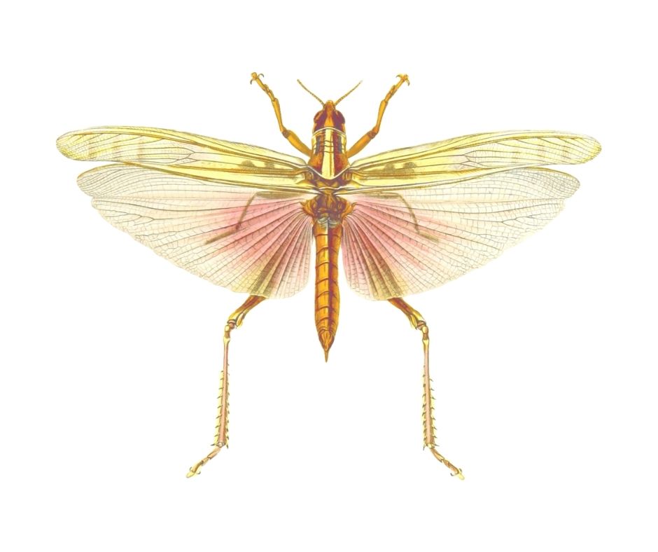 Beneficial Insects for Natural Pest Control JB's Pest Control