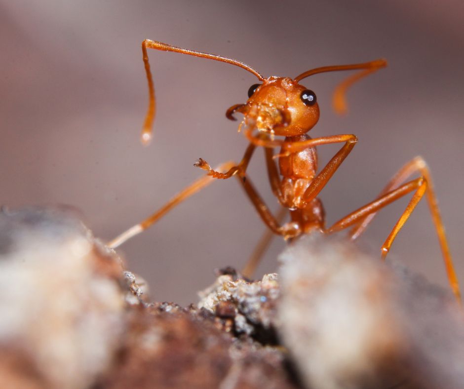 What Types of Ants are in Arizona? JB's Pest Control