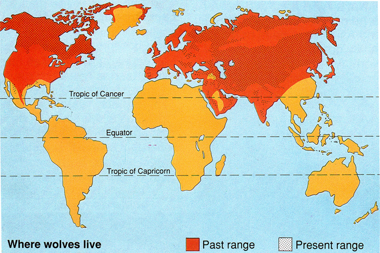 Arctic wolf Wikipedia