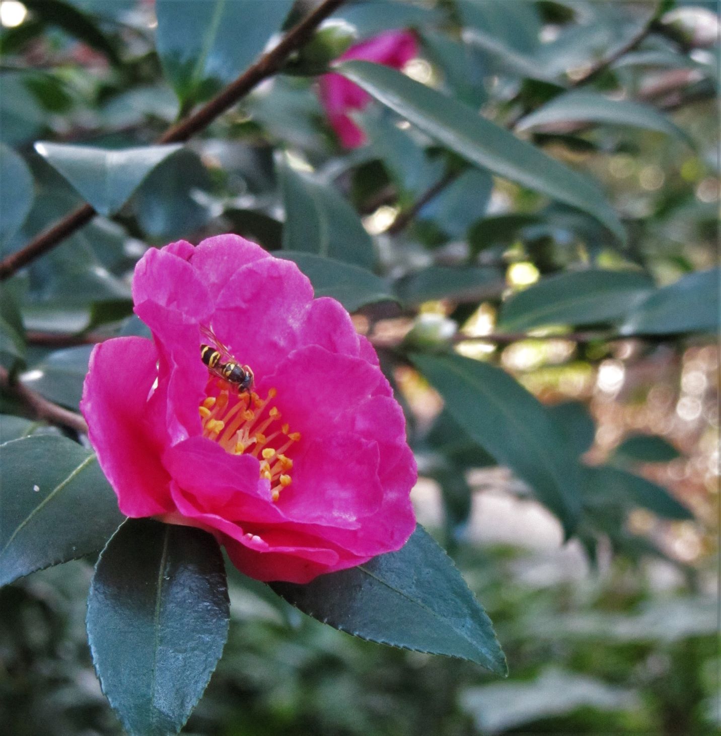 Winter Blooming Camellias! JCCWilliamsburg Master Gardener Association