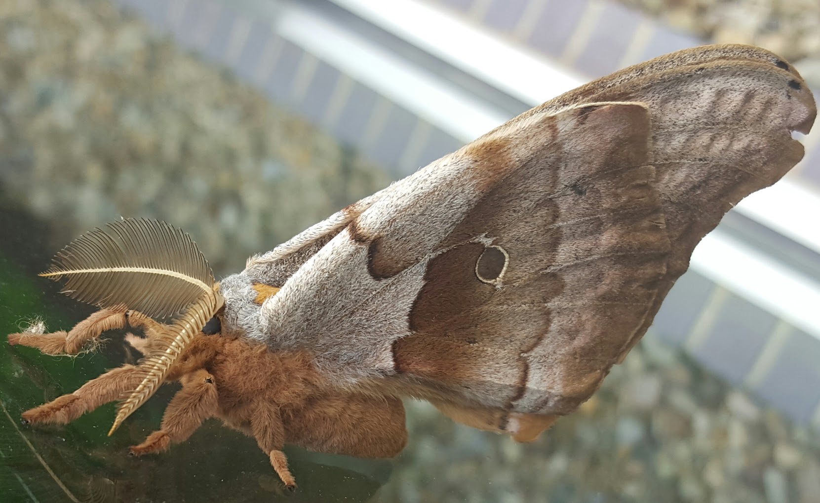 Featured Fauna The Giant Silk Moth, Antheraea polyphemus The Nature