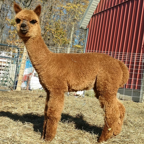 Discover Alpaca Farms Near Jersey City JC Families